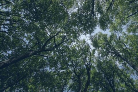 como viajar medio ambiente Viajar y Viajes