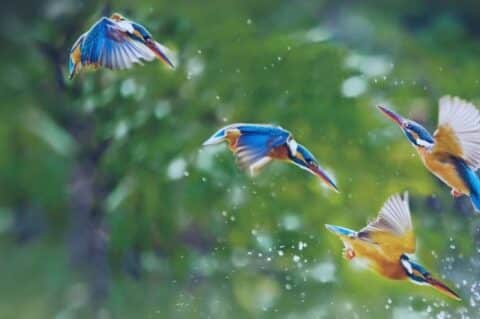 mejor observacion de aves espana Viajar y Viajes