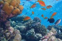 mejor observacion de fauna Viajar y Viajes