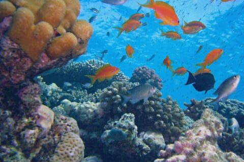 mejor observacion de fauna Viajar y Viajes