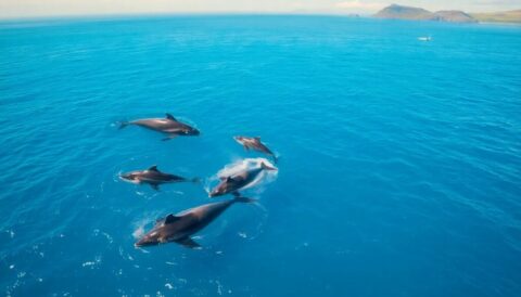 avistamiento de ballenas en azores guia completa Viajar y Viajes