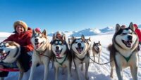 montar en trineo en laponia guia completa Viajar y Viajes