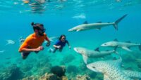nadar con tiburones en shark bay guia completa Viajar y Viajes
