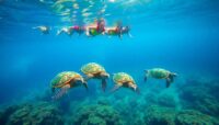 snorkel con tortugas en gili islands guia de aventuras Viajar y Viajes