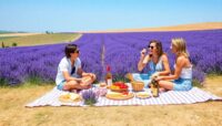 picnic en campo de lavanda en la provenza Viajar y Viajes