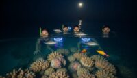 snorkel nocturno en filipinas descubre la magia del buceo bajo las estrellas Viajar y Viajes