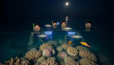 snorkel nocturno en filipinas descubre la magia del buceo bajo las estrellas Viajar y Viajes
