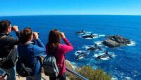 ver ballenas en peninsula valdes guia completa Viajar y Viajes